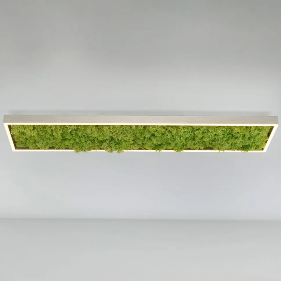 Green Knut LED-loftlampe med ægte mos