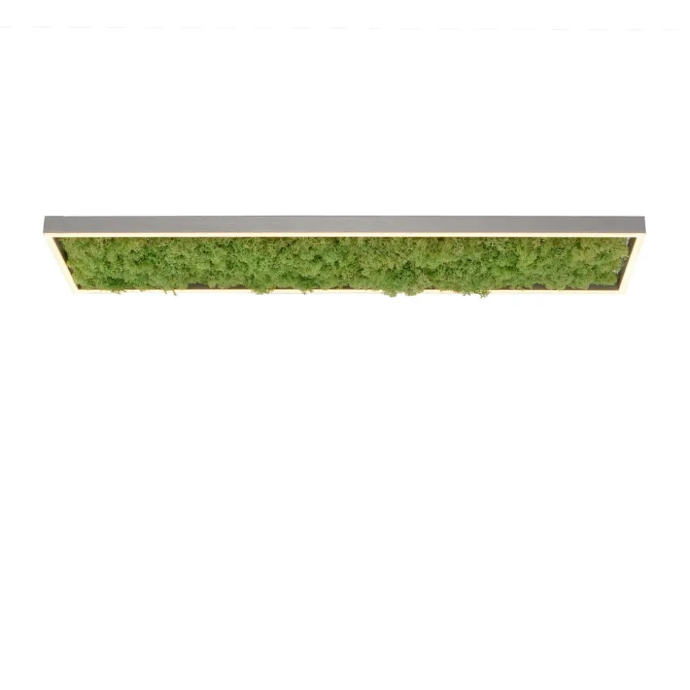 Green Knut LED-loftlampe med ægte mos