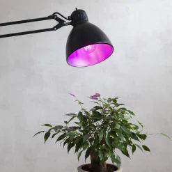 LED plantepære thrive, traditionel glødepære A60, E27, 6,5 W rød